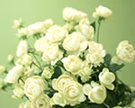 白薔薇の花束　bwh-001
