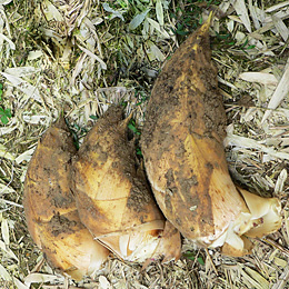 朝掘り「塚原たけのこ」　優　3kg